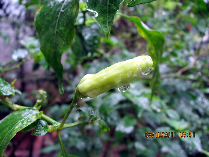 Green Pepper on Plant — Moist