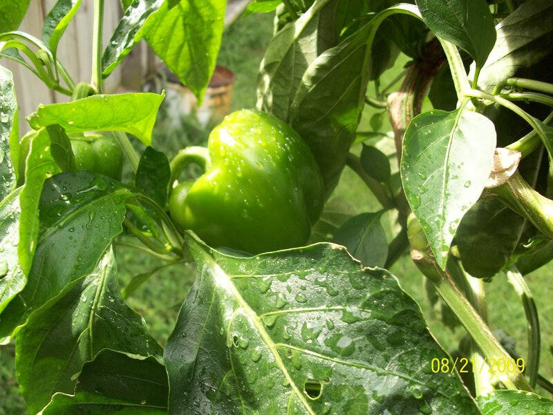 green pepper on plant