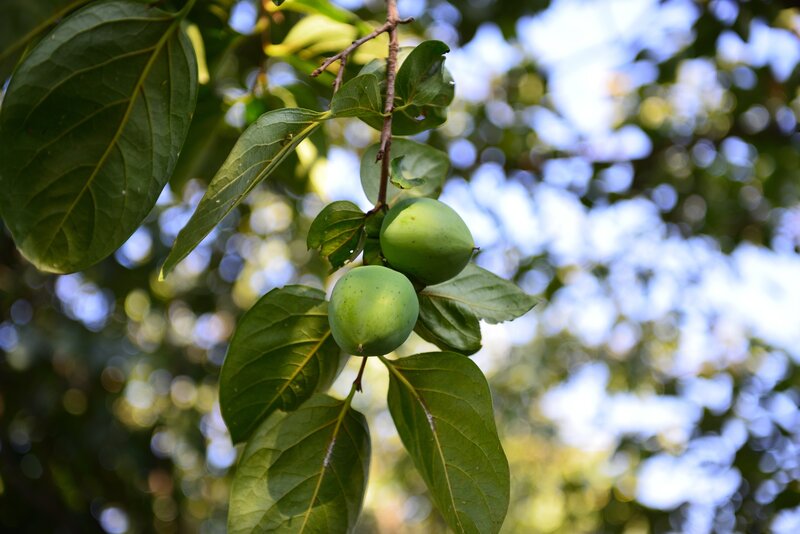 green persimmons on a tree