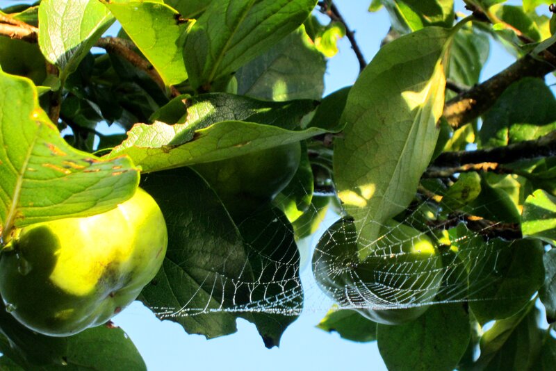 Green Persimmons on Tree