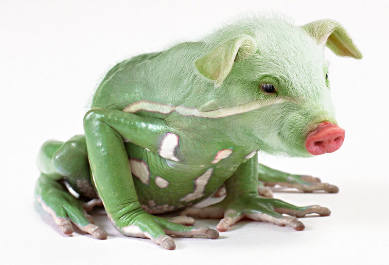 Green Pig-frog Hybrid