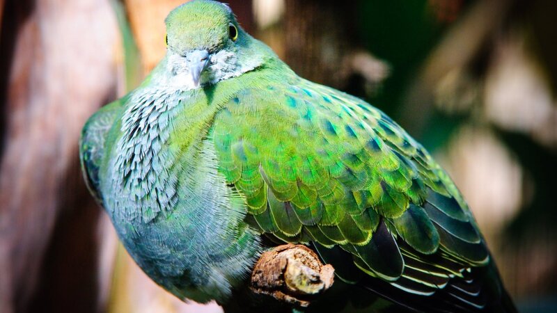 Green Pigeon on Branch — Calm