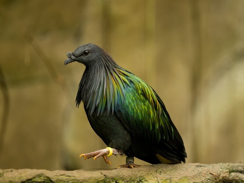 Green Pigeon on Branch