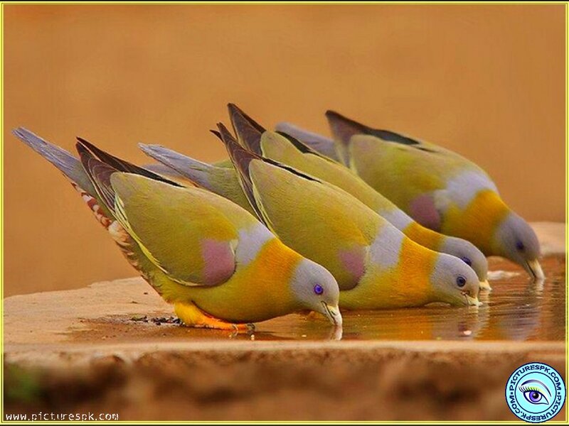 Green Pigeons Drinking