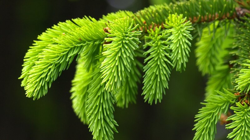 Green Pine Branch — Calm