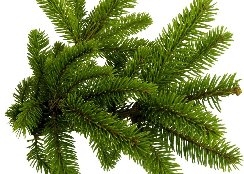 green pine branch close-up