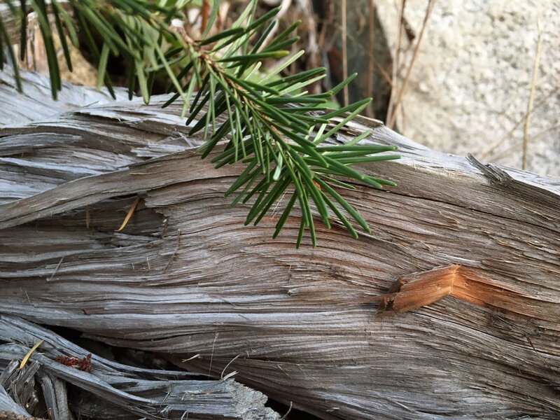 Green Pine Branch — Natural
