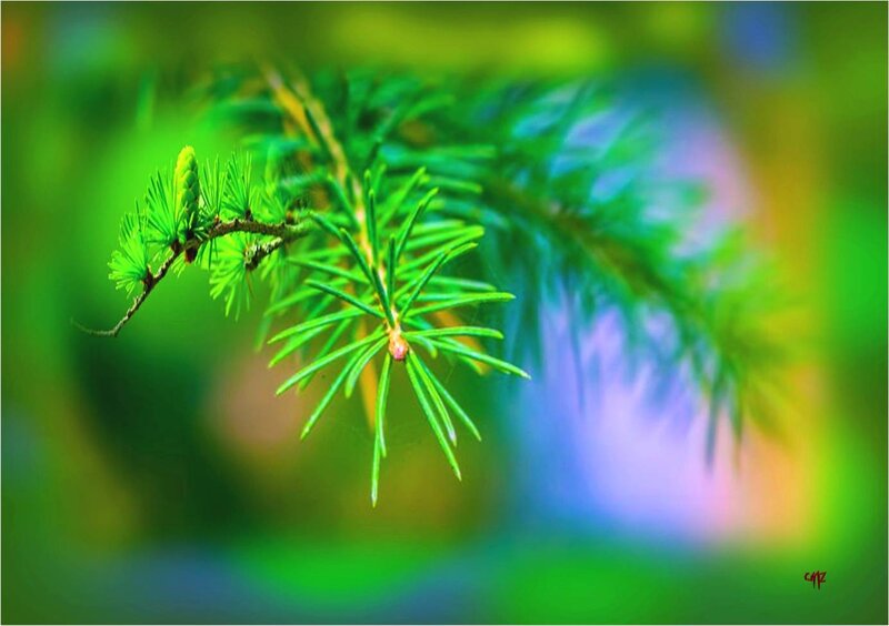 Green Pine Branch — Serene