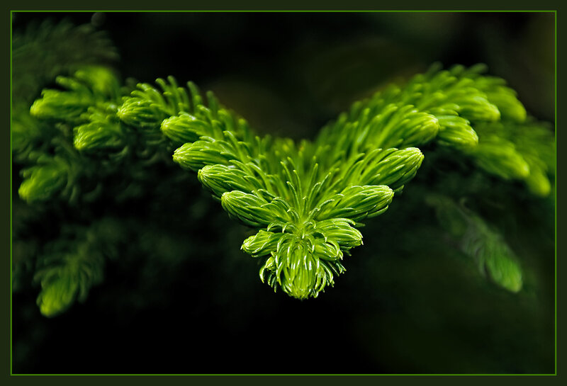 Green Pine Branch