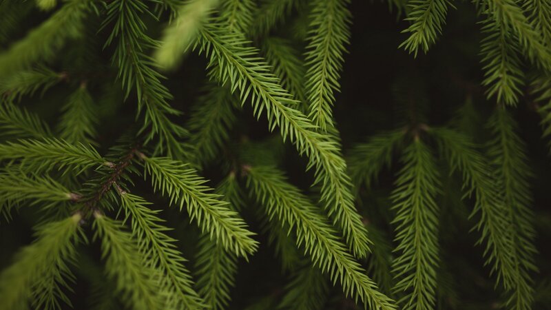 Green Pine Branches — Calm