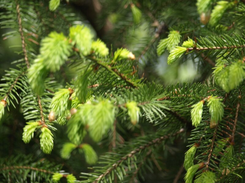 Green Pine Branches