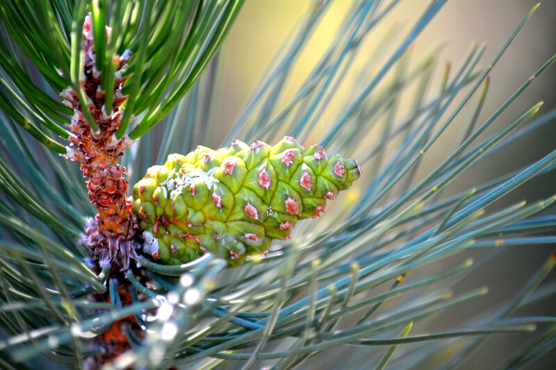 Green Pine Cone — Natural, Afternoon, Photograph
