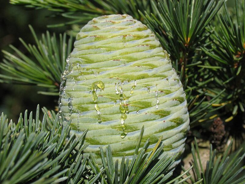 Green Pine Cone — Natural, Afternoon
