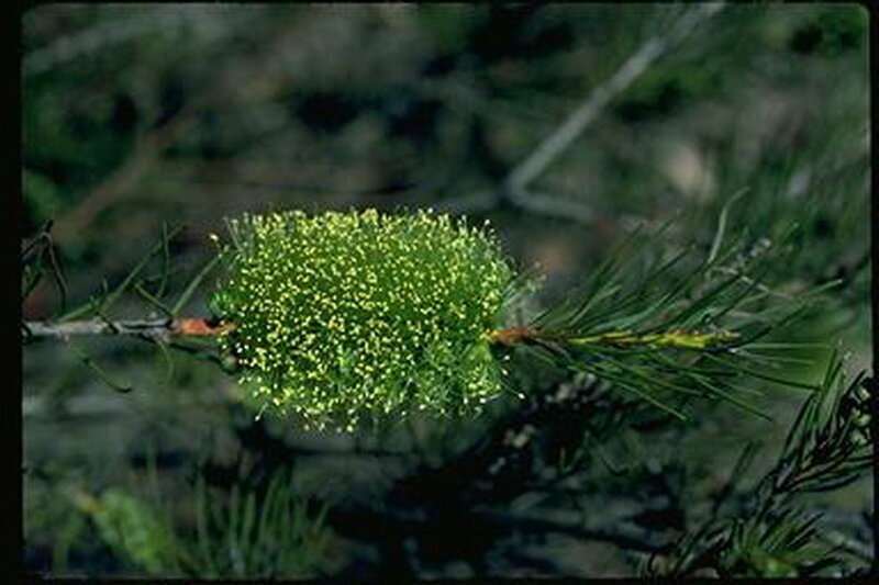 Green Pine Cone — Natural, Photograph