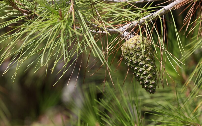 Green Pine Cone on Branch — Natural