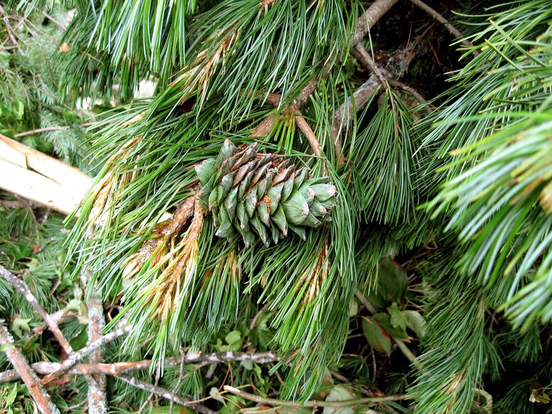 green pine cone on branch