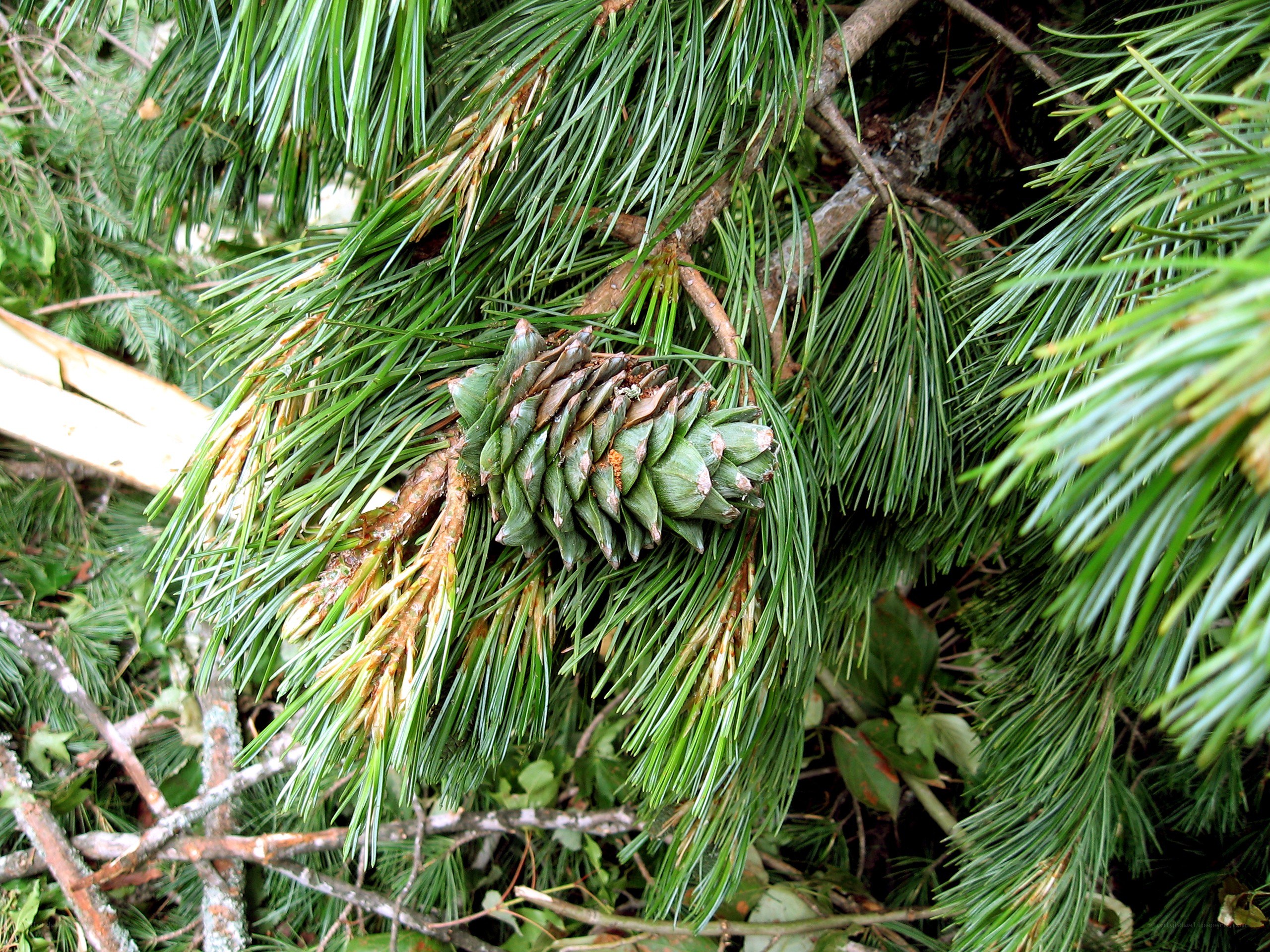 green pine cone on branch