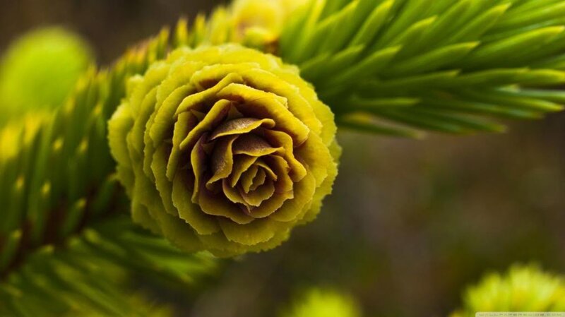 Green Pine Cone — Serene, Spring