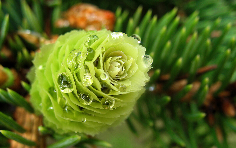 Green Pine Cone — Serene