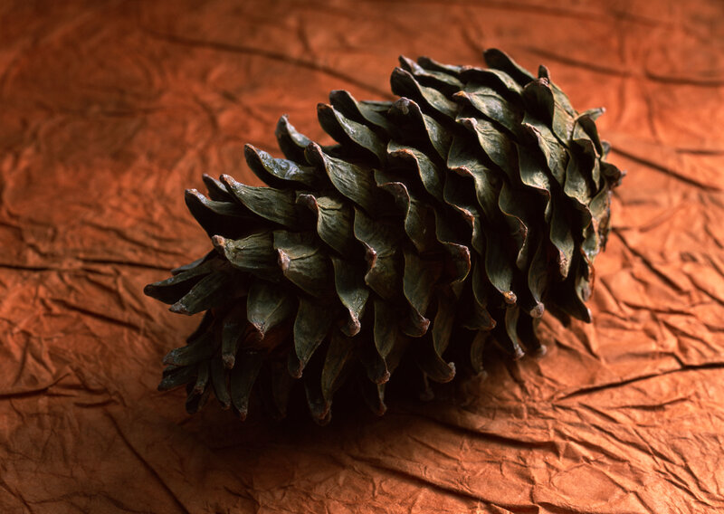 Green Pine Cone