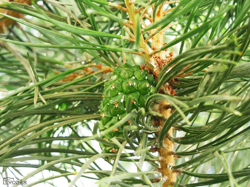 Green pine cone with needles