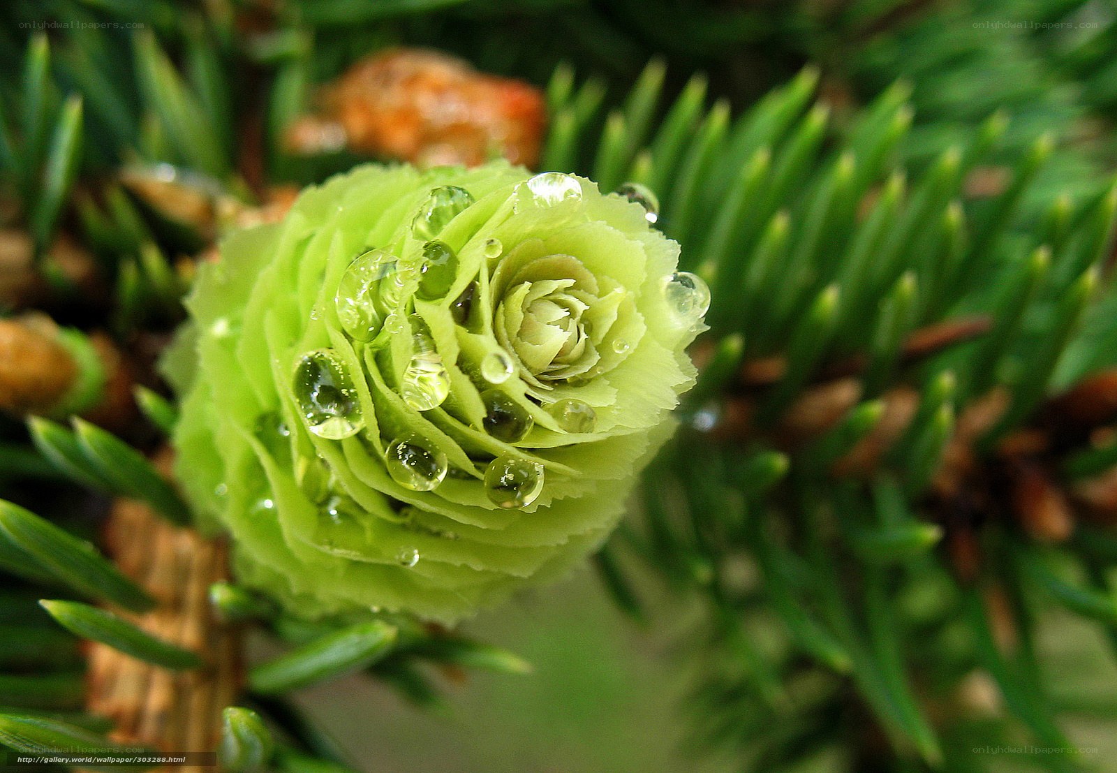 Green pine cone with water droplets