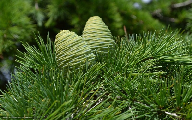 Green Pine Cones — Natural, Afternoon