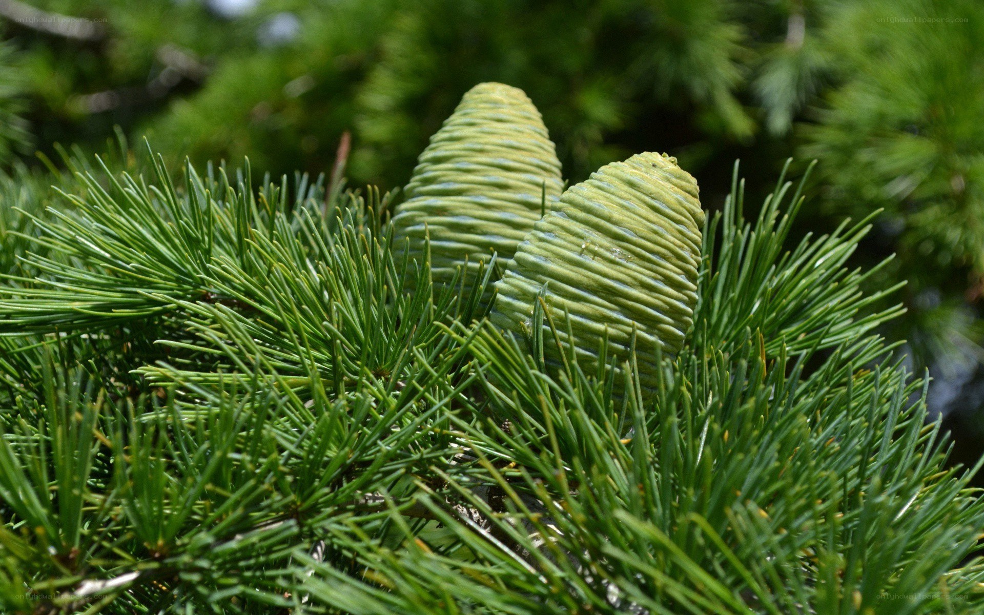 Green pine cones on a branch