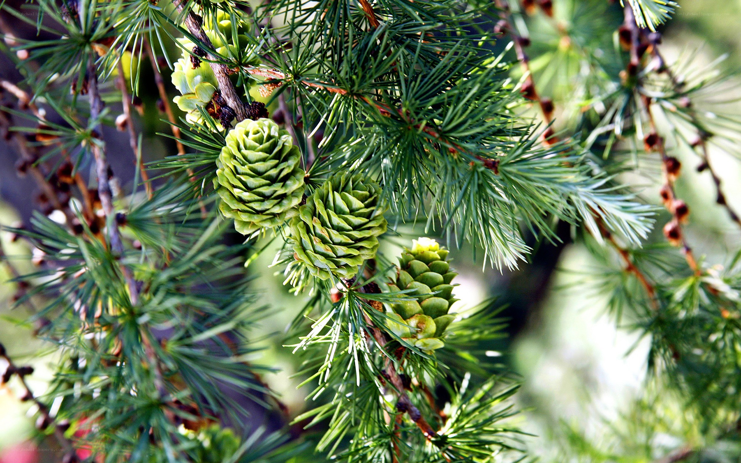 Green pine cones on a branch