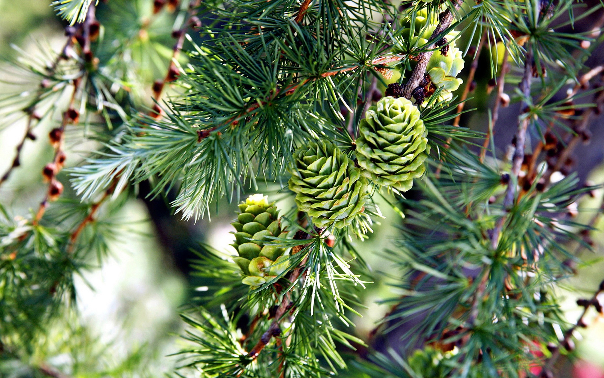 Green pine cones on a branch