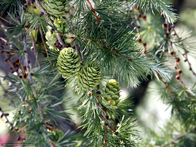 Green pine cones on a branch