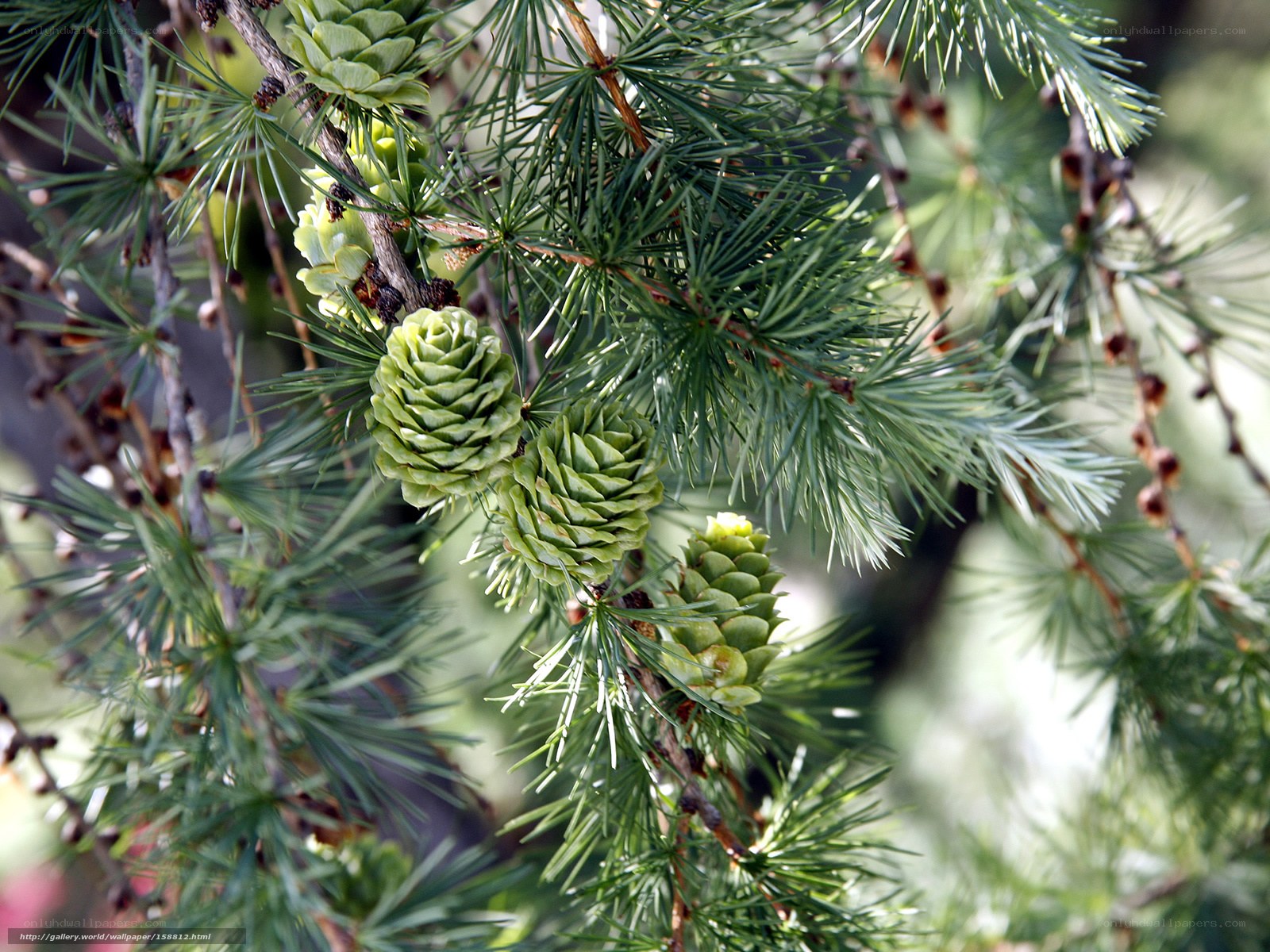 Green pine cones on a branch