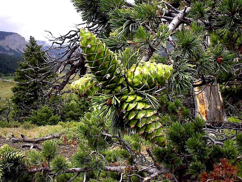 Green pine cones on a tree