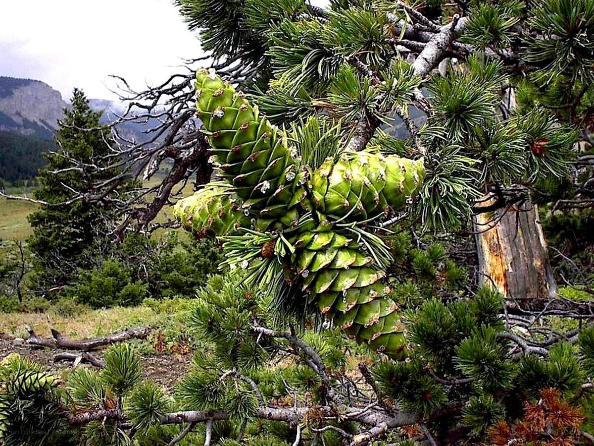 Green pine cones on a tree