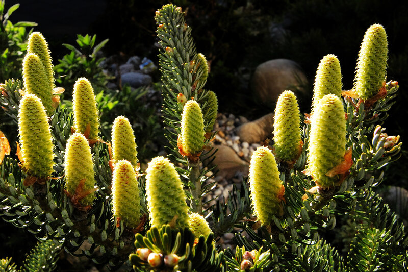 Green Pine Cones on Branch — Dramatic