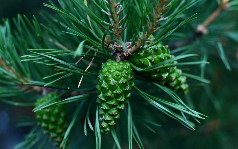 Green Pine Cones on Branch — Natural, Photograph, Pine Needles