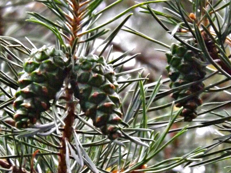 Green Pine Cones on Branch — Natural, Photograph