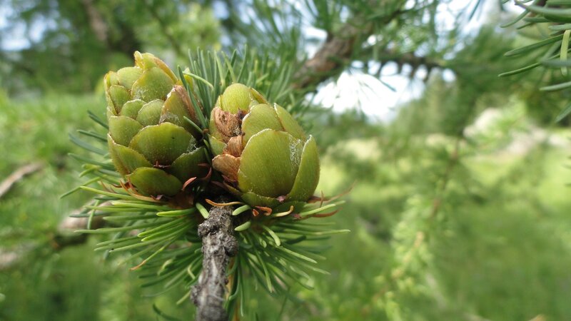 Green Pine Cones on Branch — Natural, Spring