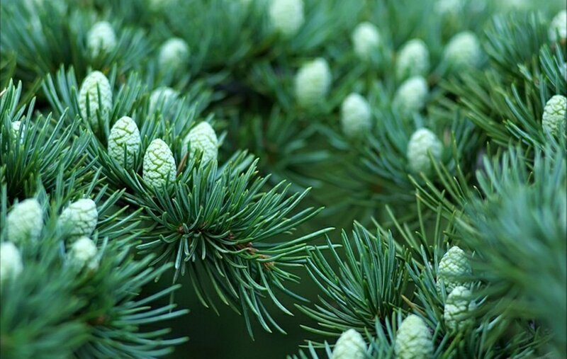 Green Pine Cones on Branch — Natural