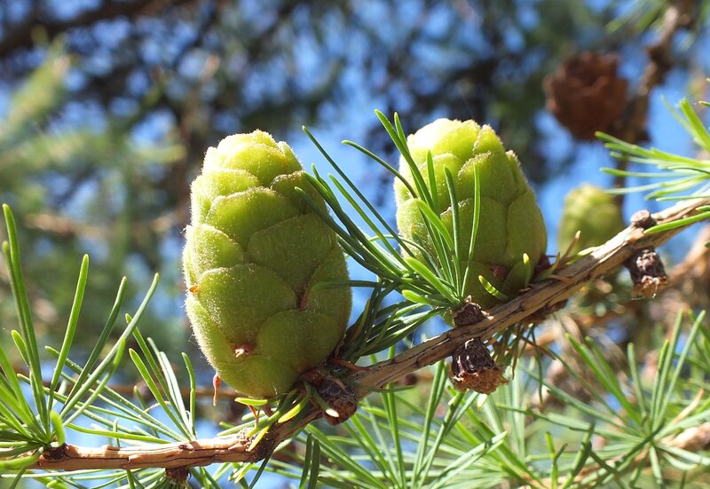 Green Pine Cones on Branch — Serene, Spring