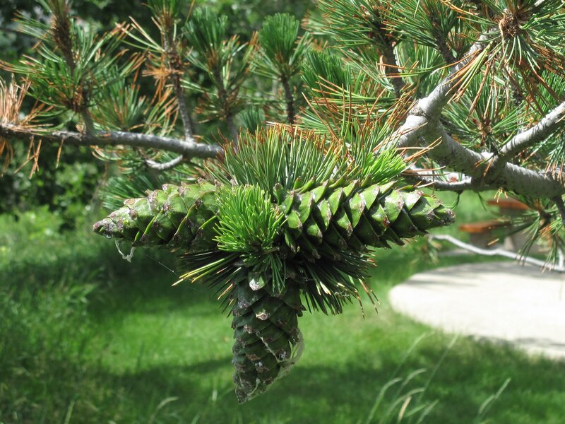 Green Pine Cones on Branch — Serene