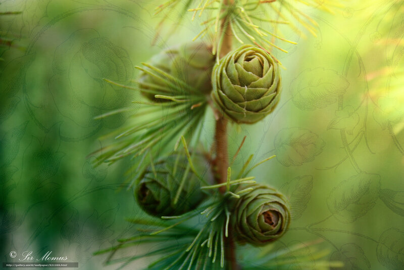 Green pine cones on branch
