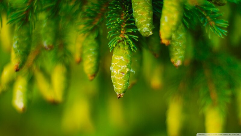Green Pine Cones — Serene, Photograph