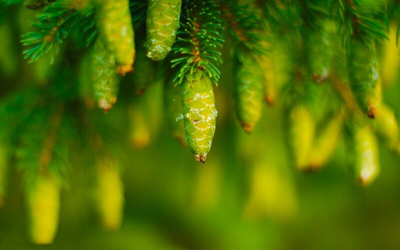 Green Pine Cones — Serene, Spring