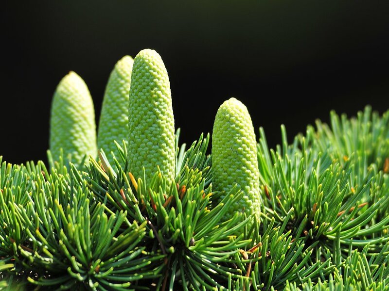 Green Pine Cones