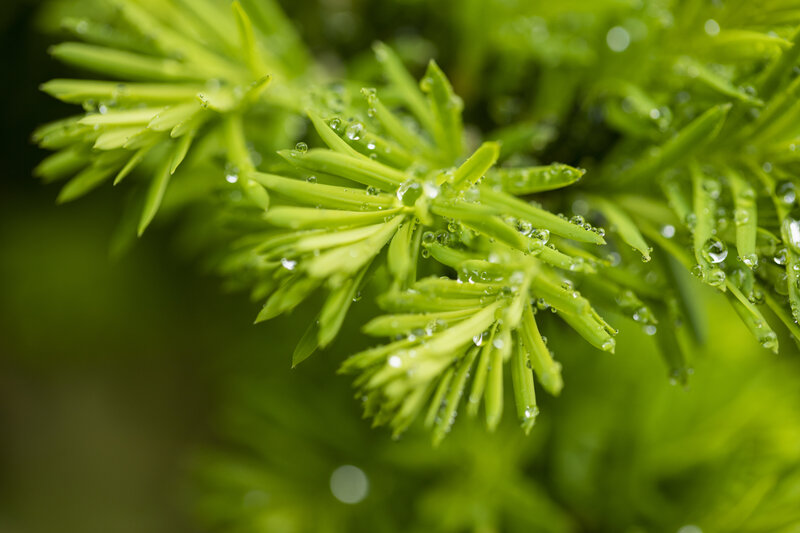 Green Pine Needles — Calm, Morning