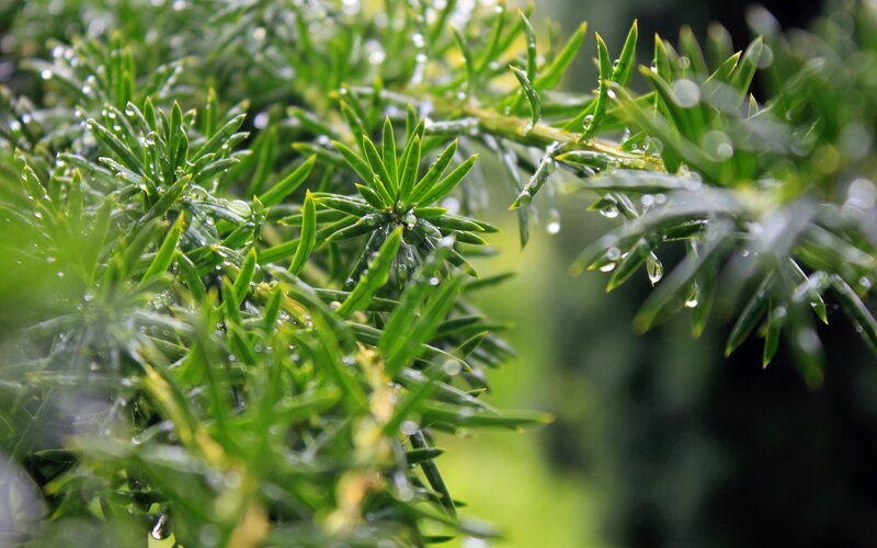 Green Pine Needles — Calm