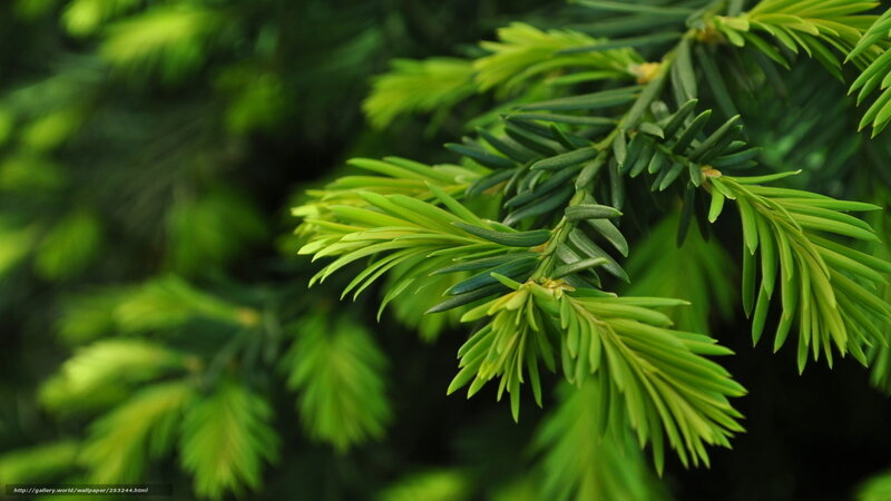 green pine needles close-up