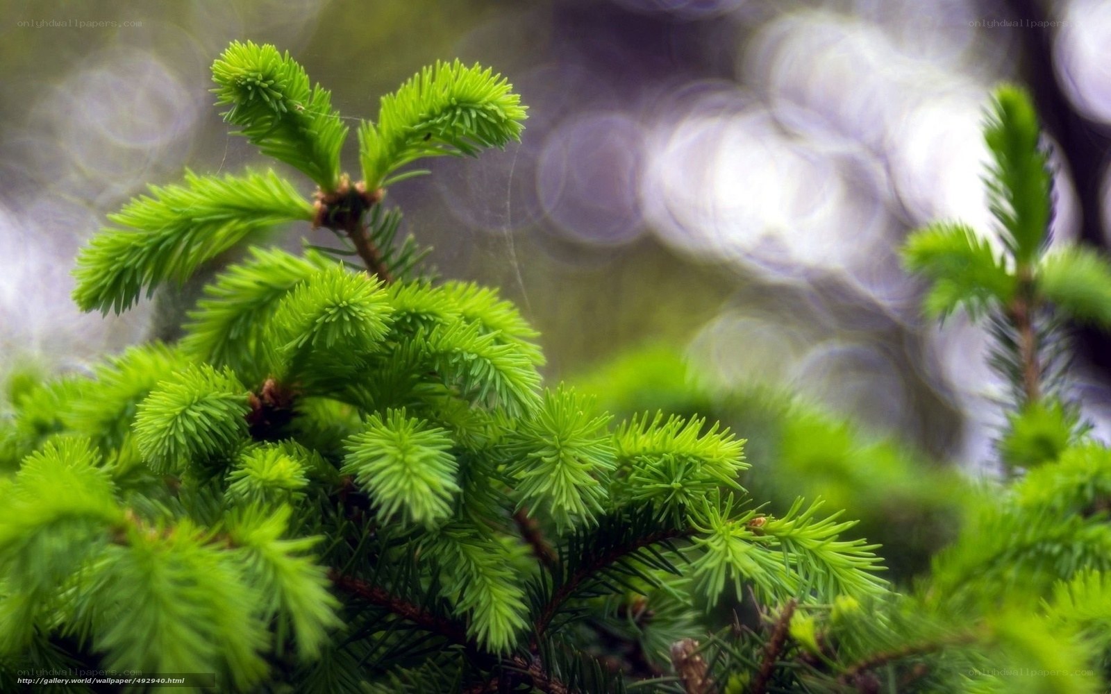 Green pine needles in focus