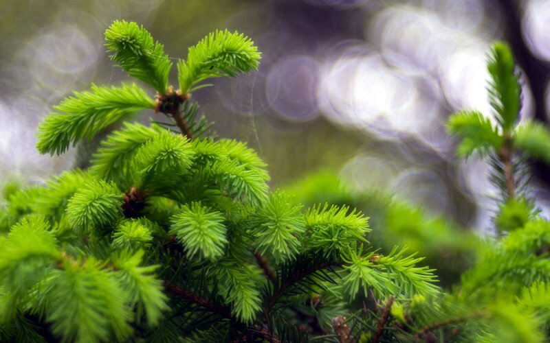 green pine needles in focus
